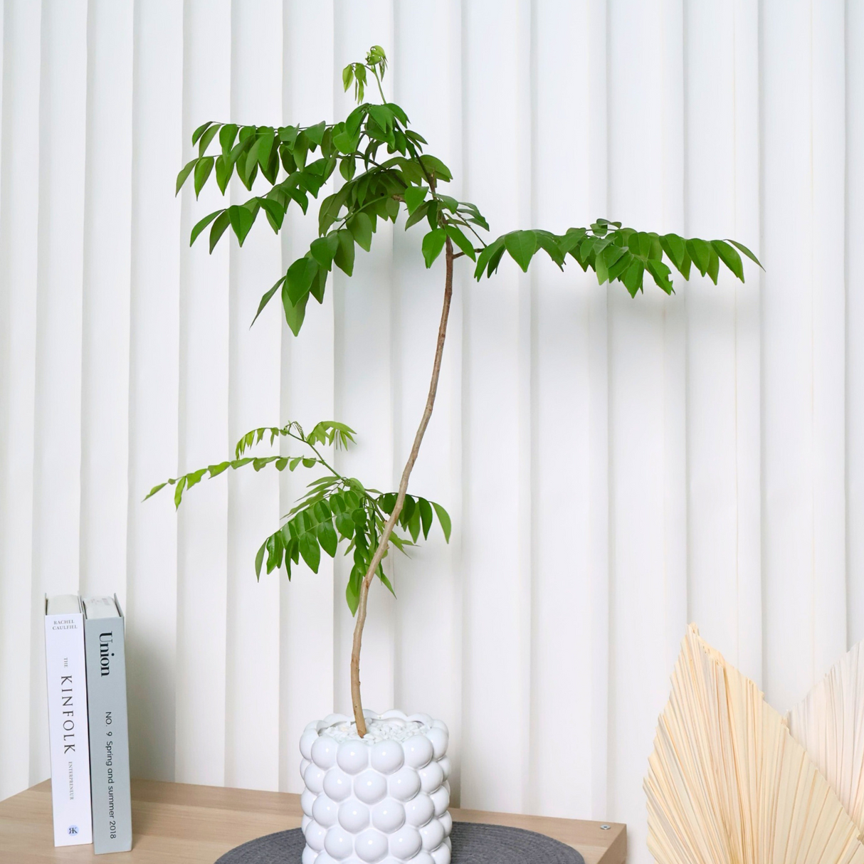 Pterocarpus Santalinus in Ceramic Pot