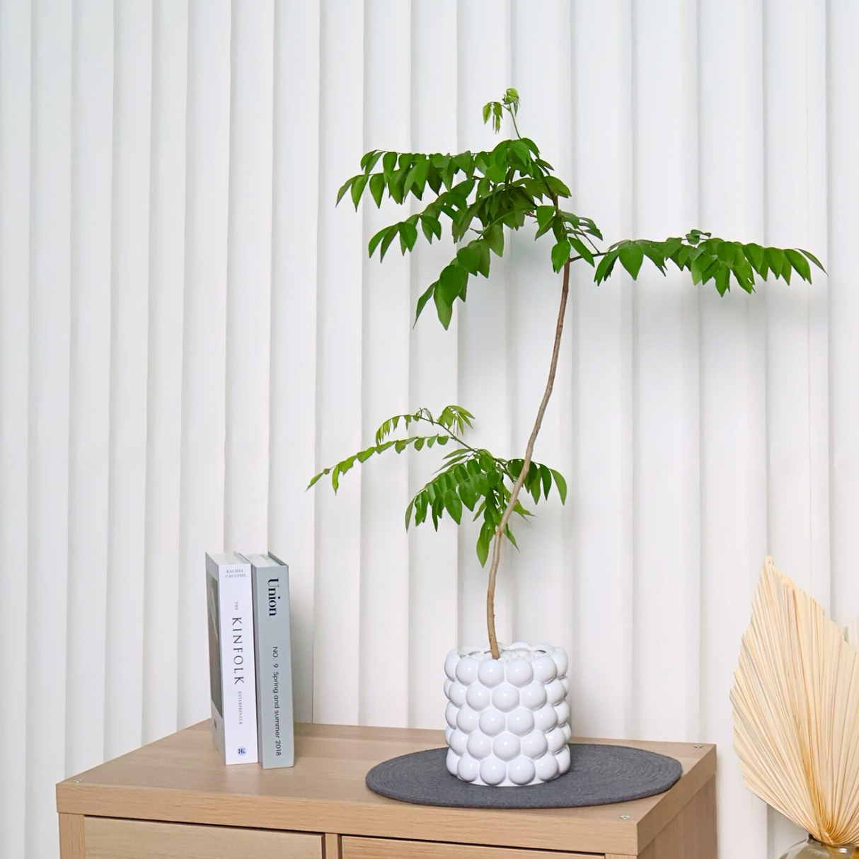 Pterocarpus Santalinus in Ceramic Pot