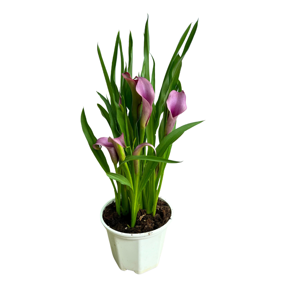 Calla Lily Plant (15cm Pot)