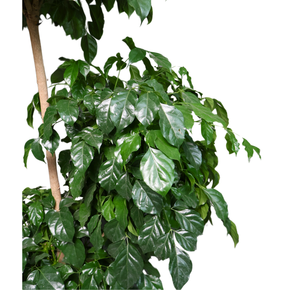 Radermachera 3 Layer