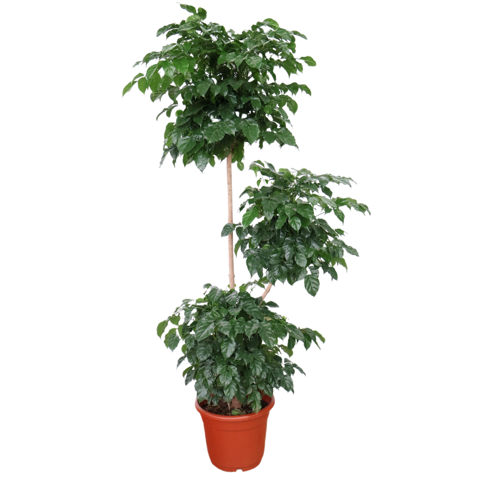 Radermachera 3 Layer