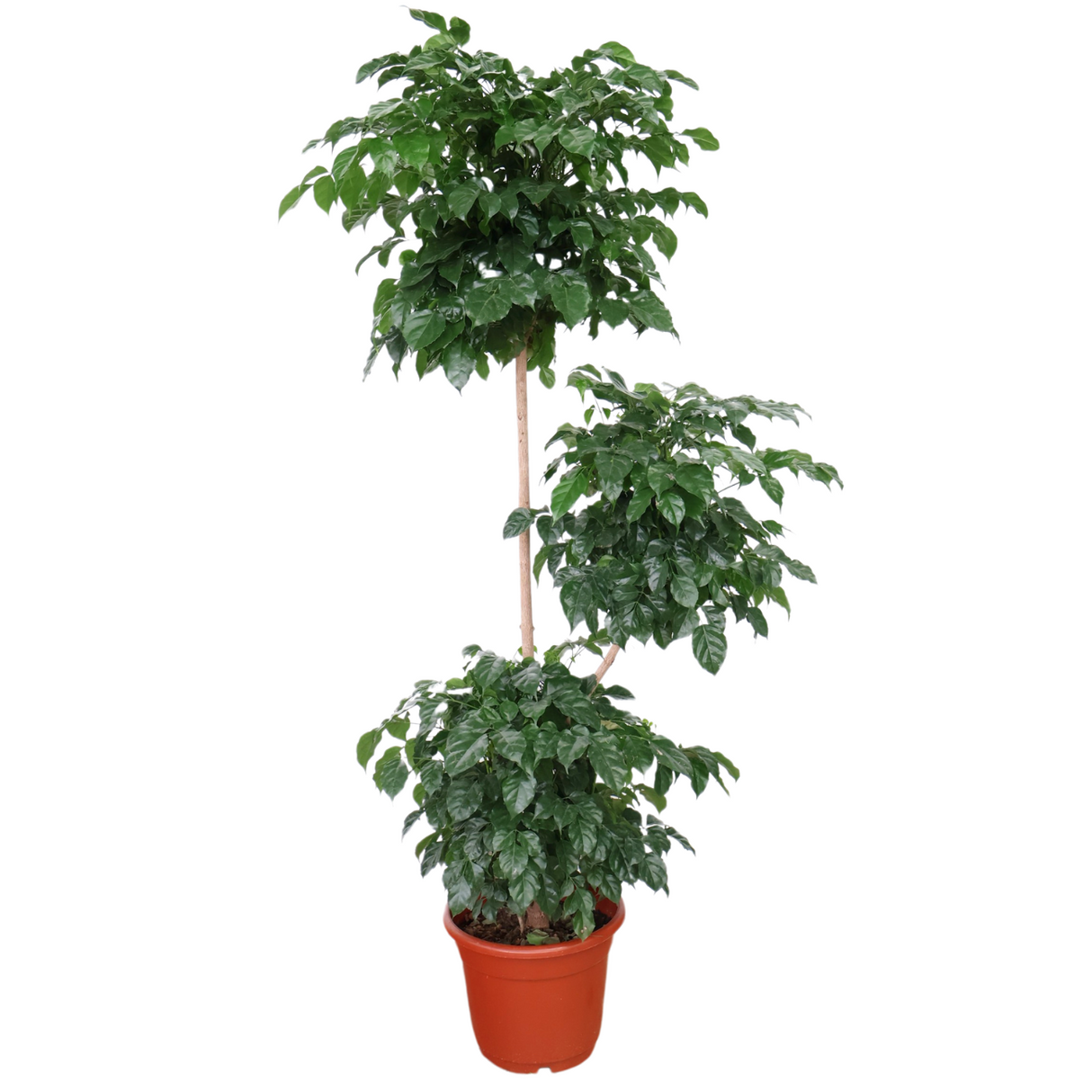 Radermachera 3 Layer in Ceramic Pot (1.9m)