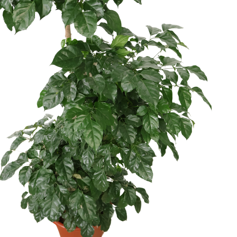 Radermachera 3 Layer