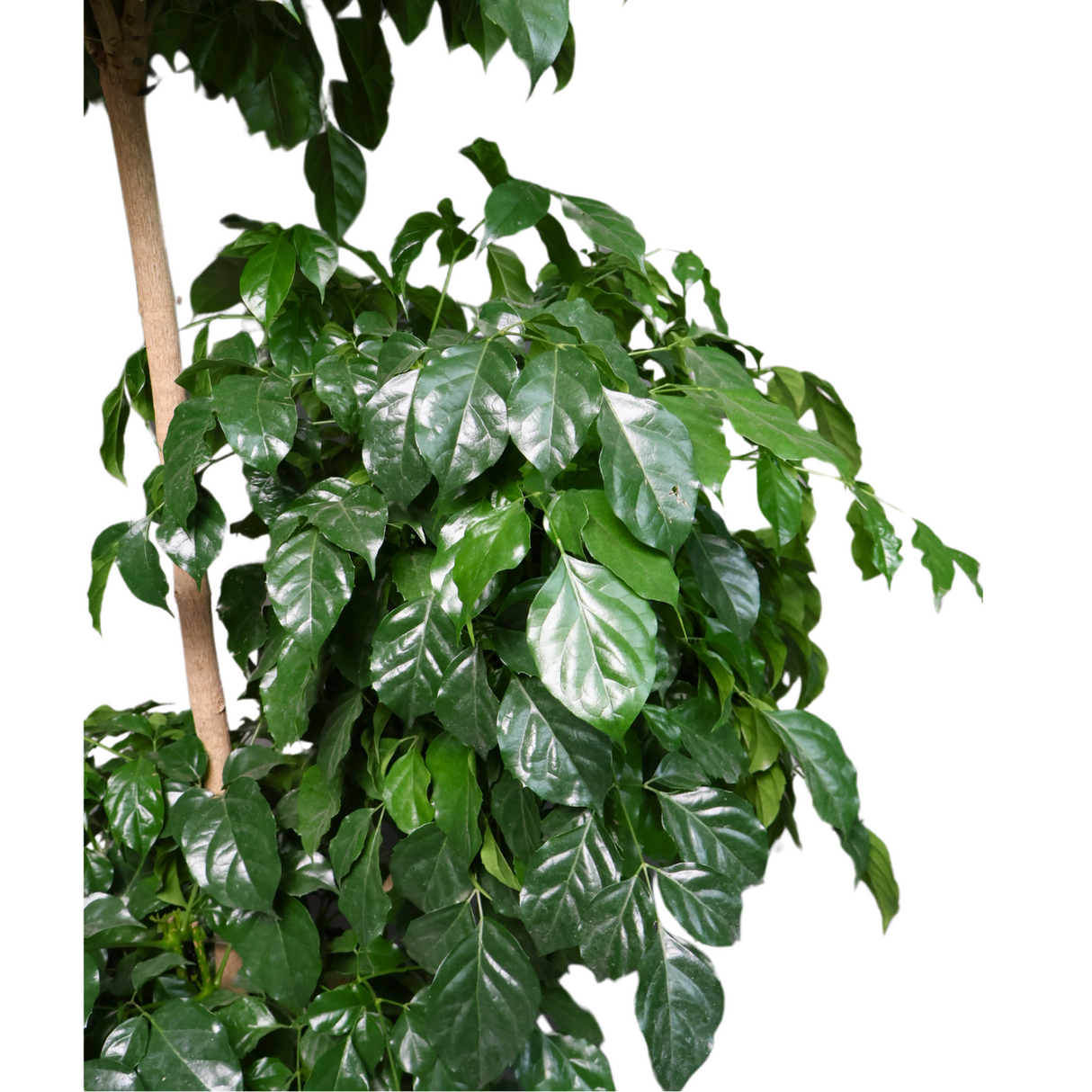 Radermachera 3 Layer in Ceramic Pot (1.9m)