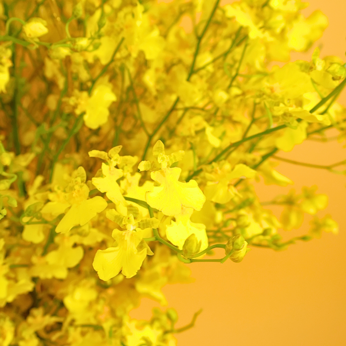 Radiance Charm - CNY Table Flower