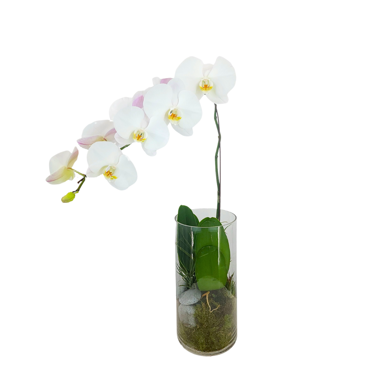 Radiant Charm (1 Single Stem) - Orchid Phalaenopsis