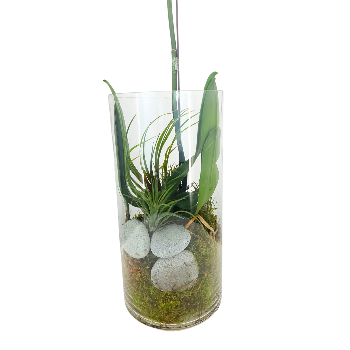 Radiant Charm (1 Single Stem) - Orchid Phalaenopsis