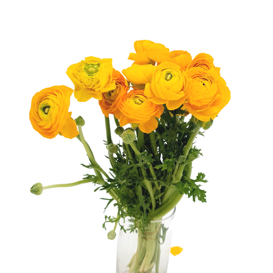 Ranunculus (Holland)