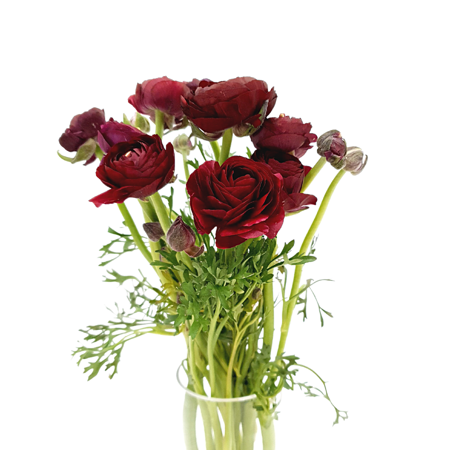 Ranunculus (Holland)