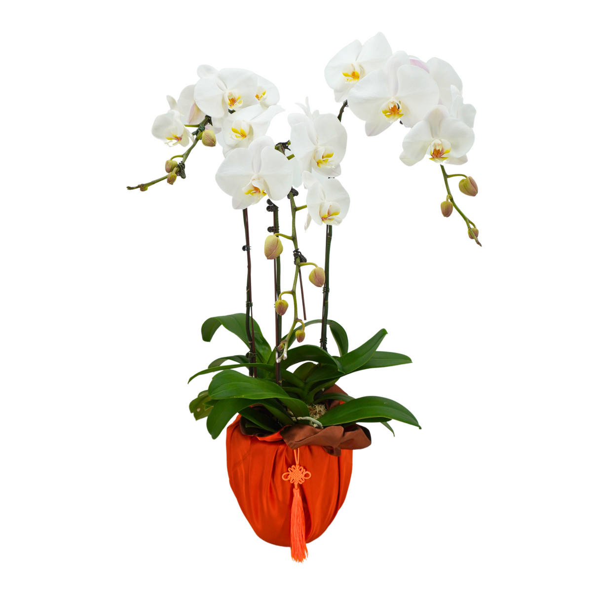 Rare Trove (3 Single Stem) - Orchid Phalaenopsis