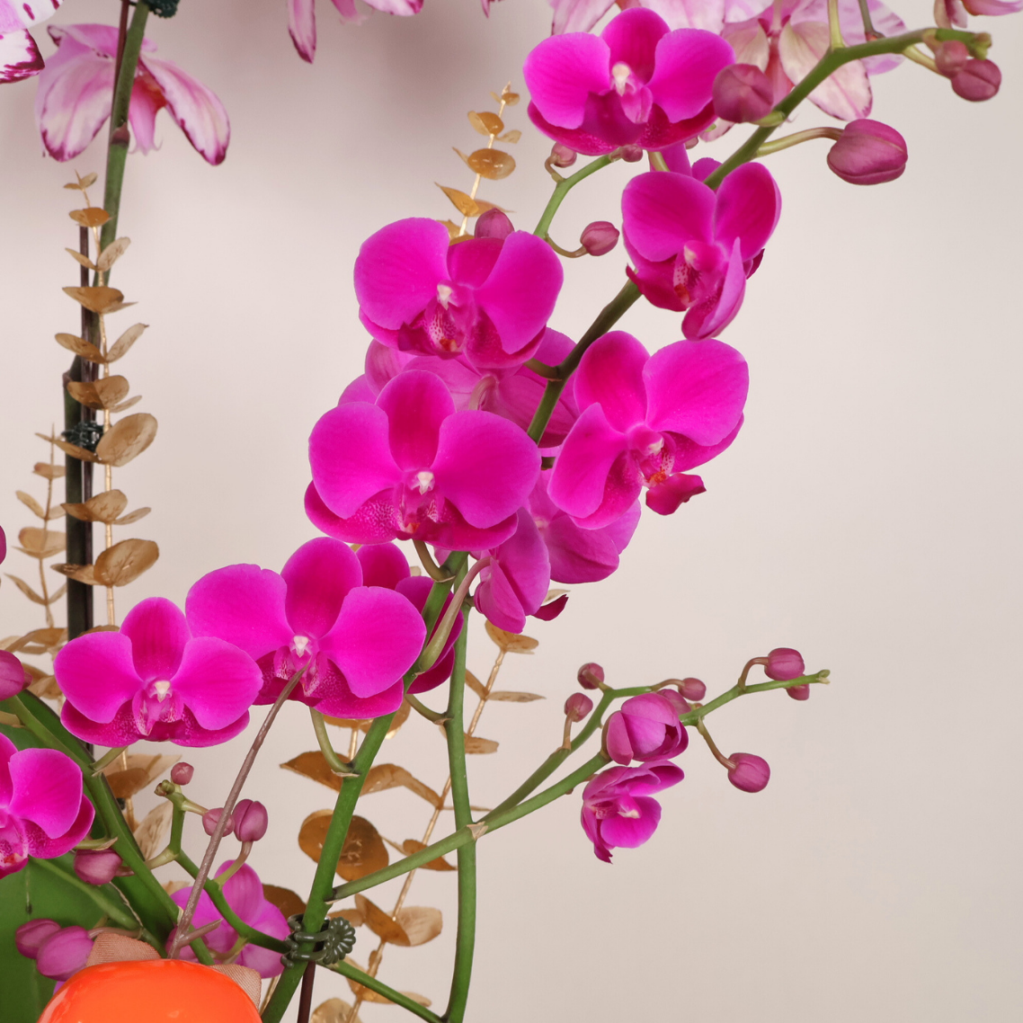 Regal Prosperity (3 Single & 2 Double Stalks) - Orchid Phalaenopsis