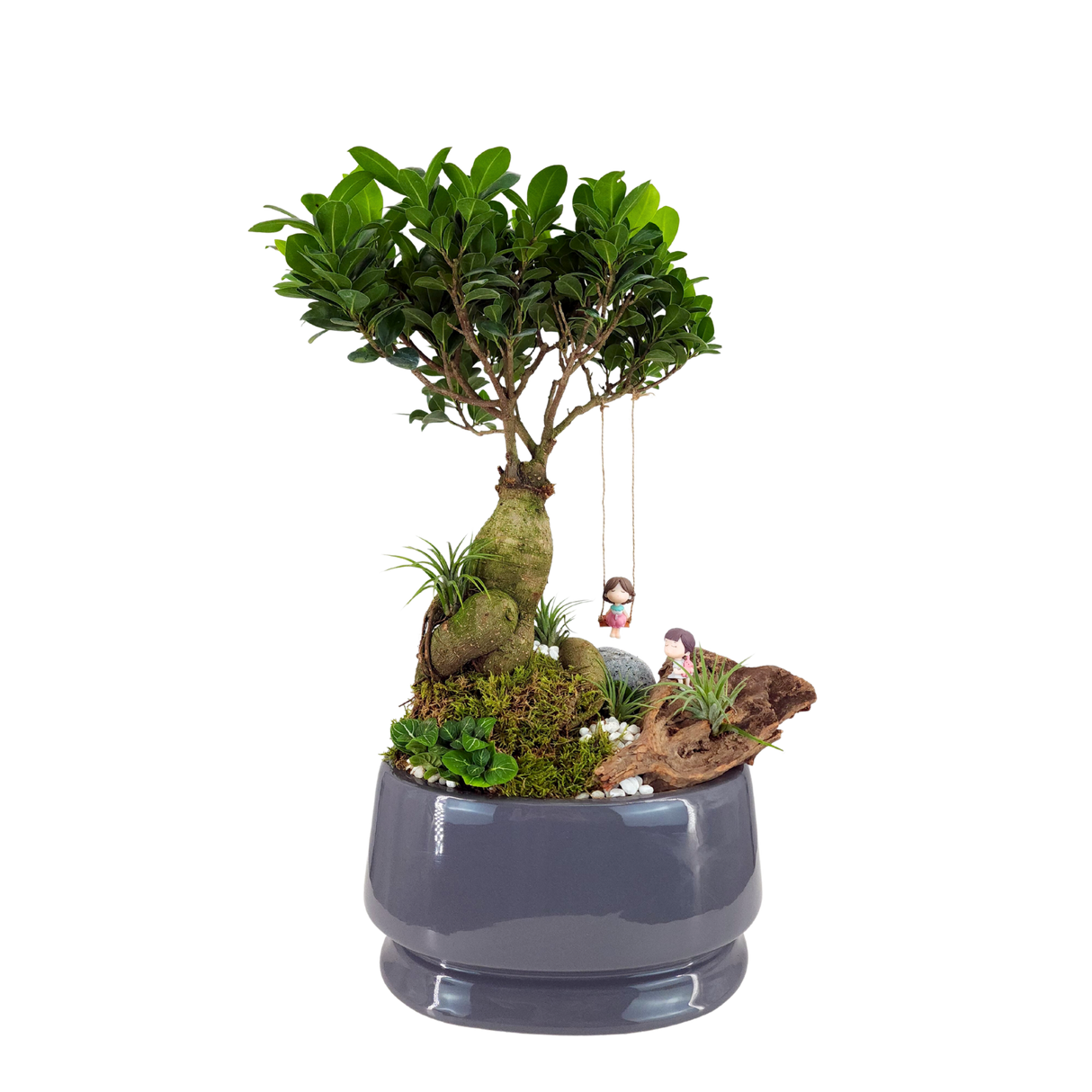 Cactus and stonecrops in flowerpot.