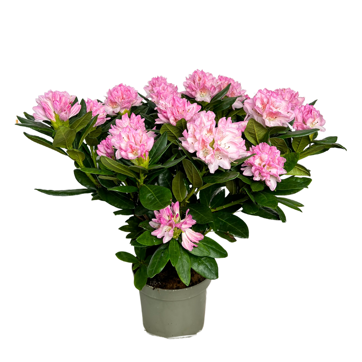 Rhododendron (杜鵑花 )50-60