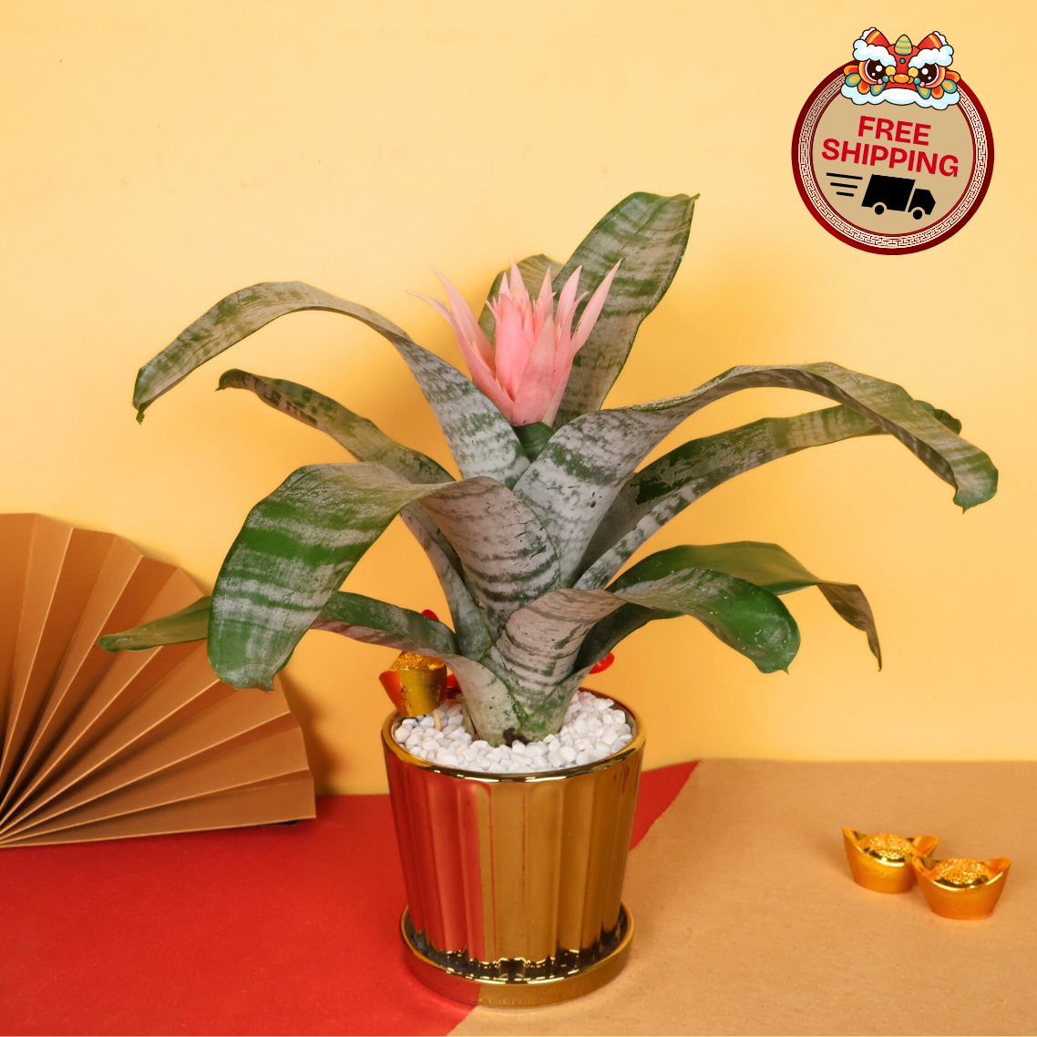 Rooted Prosper (Guzmania凤梨花) - CNY Plant