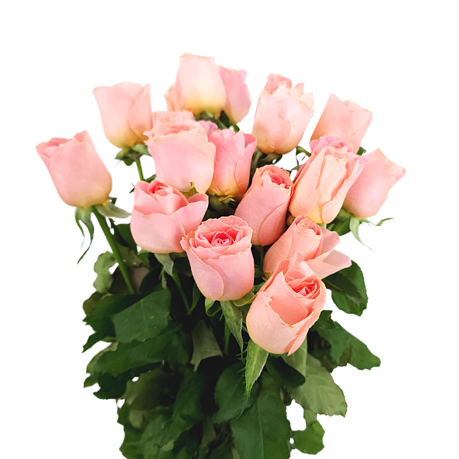 Rose (India) - Other Color