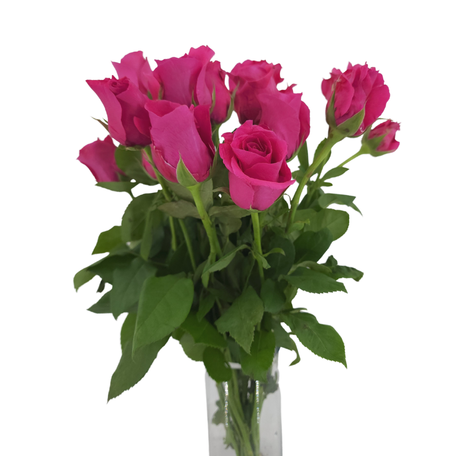 Rose (India) - Other Color