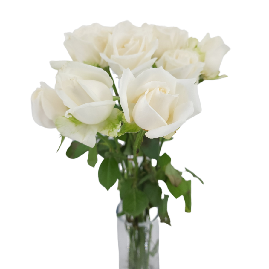 Rose (India) - Other Color