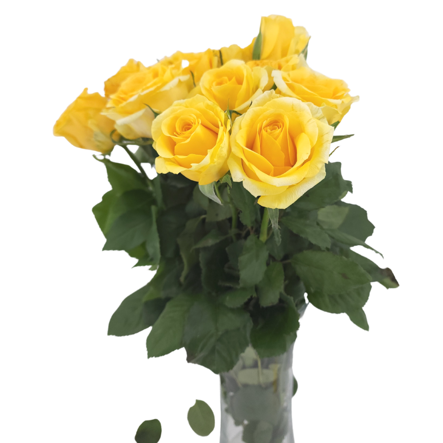 Rose (India) - Other Color