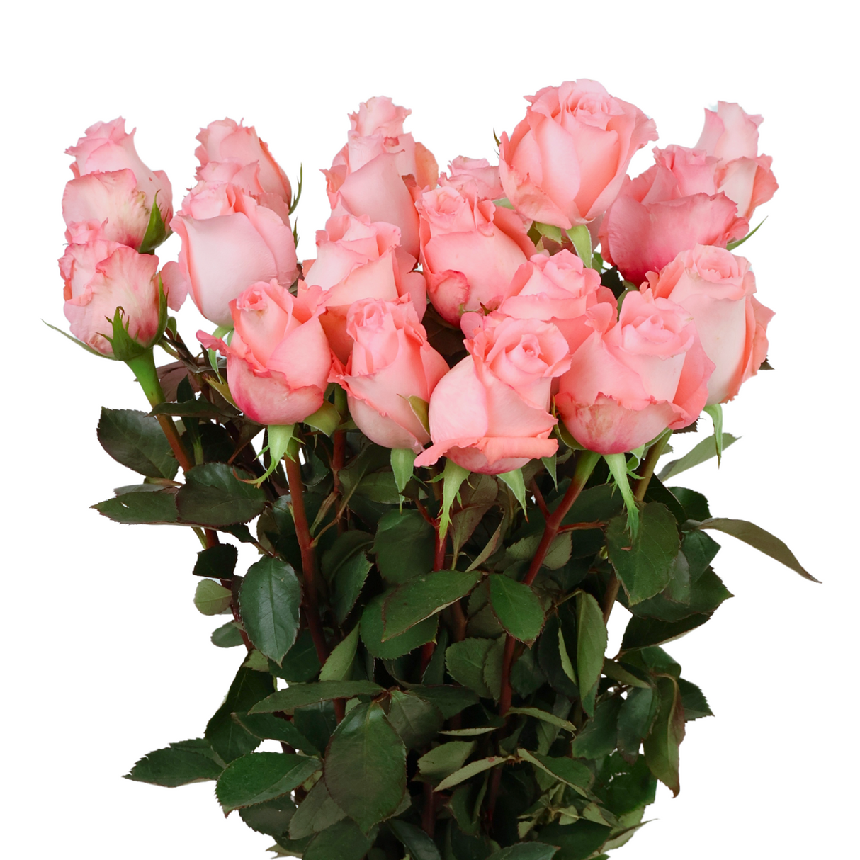 Rose (China) - Other Color 10stk