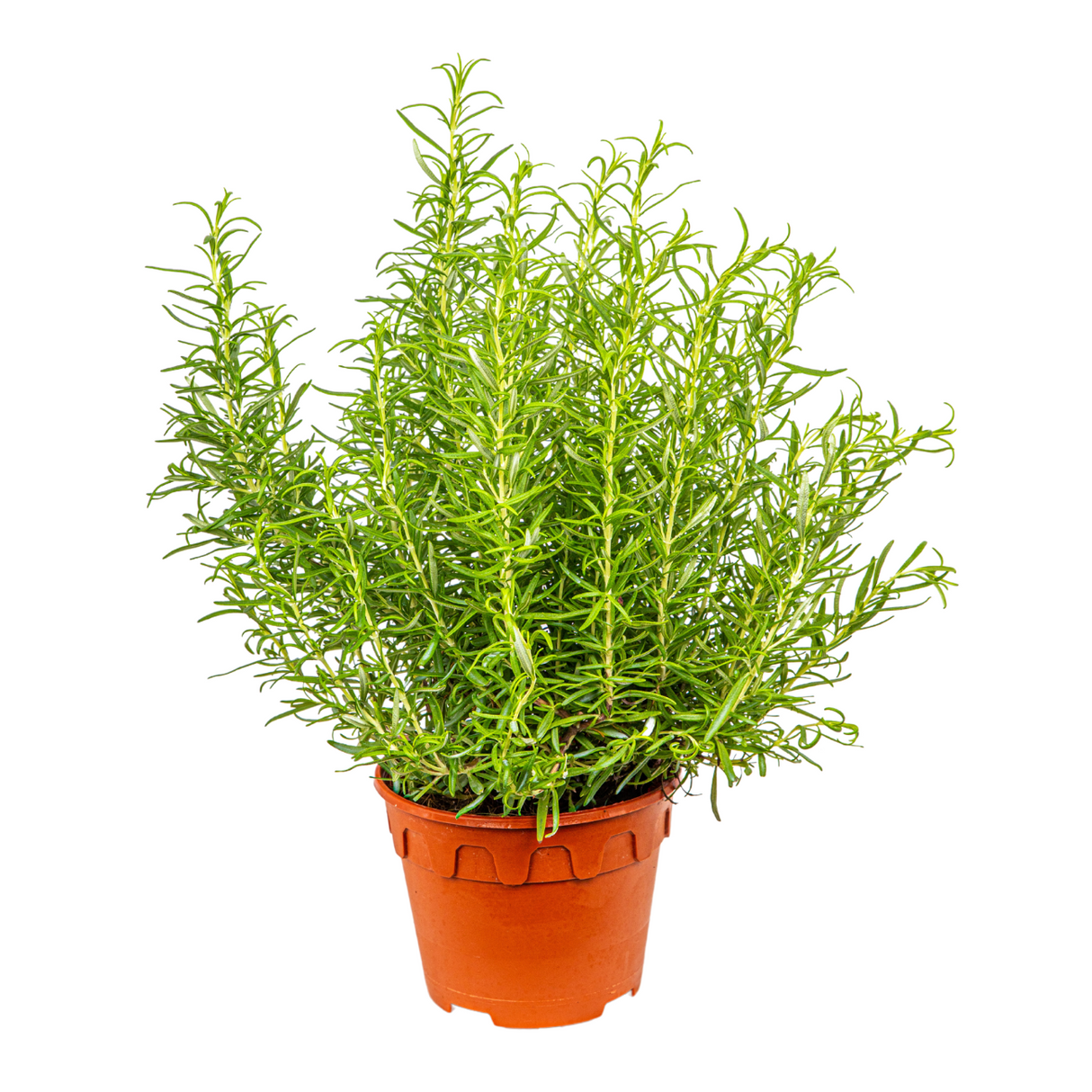 Fines herbes in flowerpot with rosemary.
