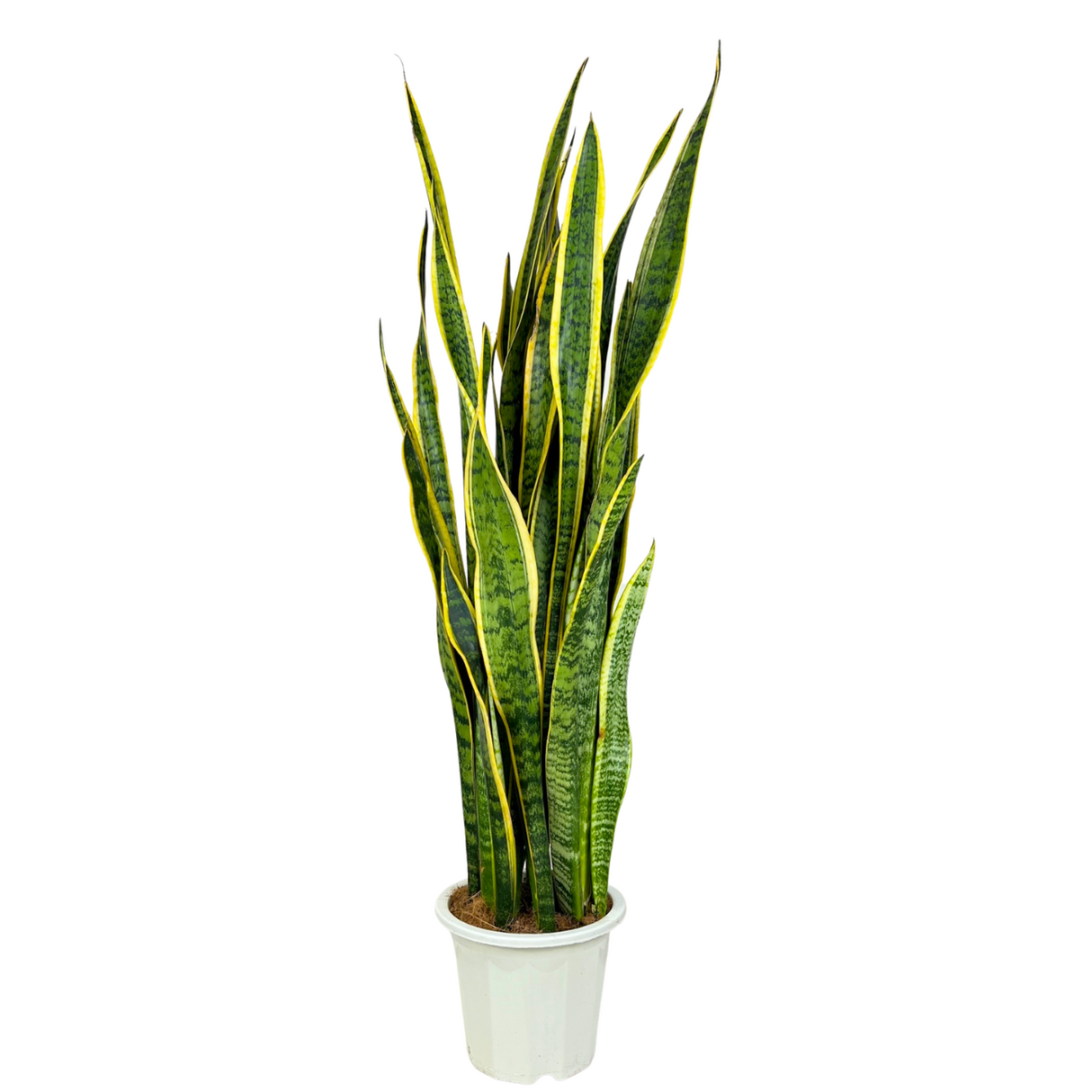 Sansevieria Trifasciata (Snake Plant) - China