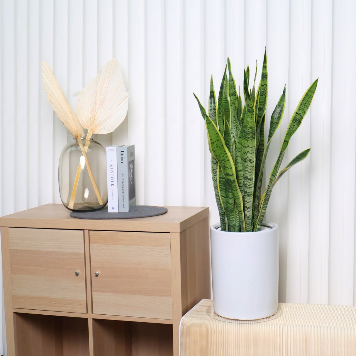 Sansevieria Laurentii in Ceramic Pot (1m)