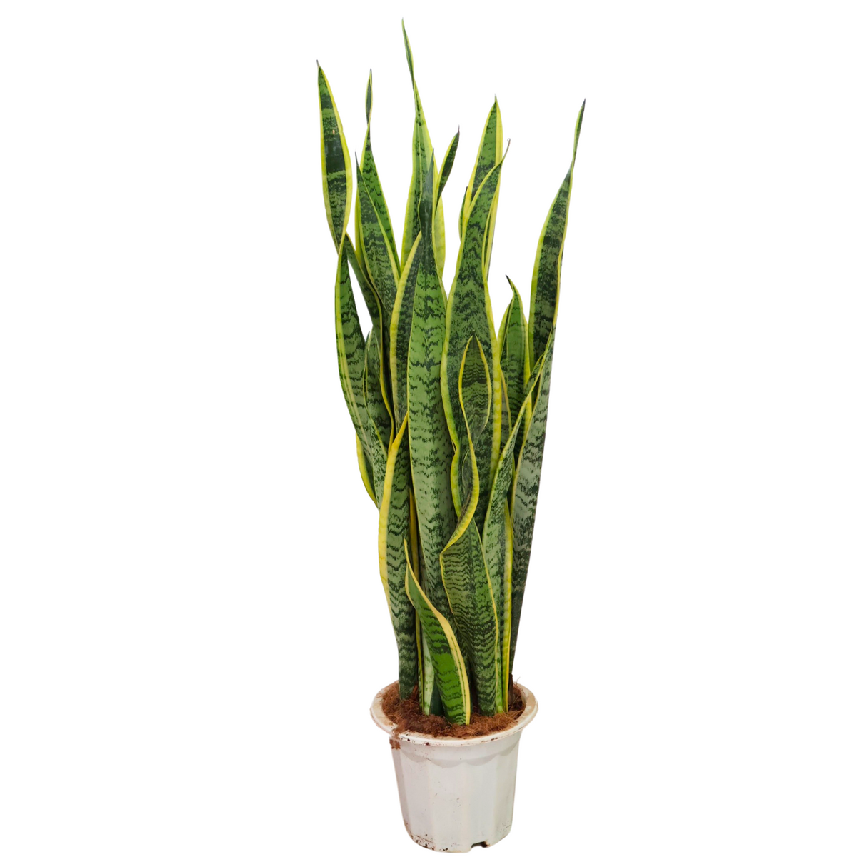 Sansevieria Laurentii in Ceramic Pot (1m)