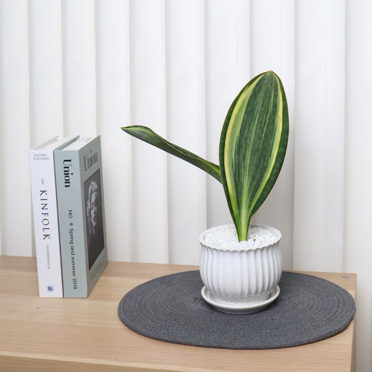 Houseplant in ceramic vase on table.