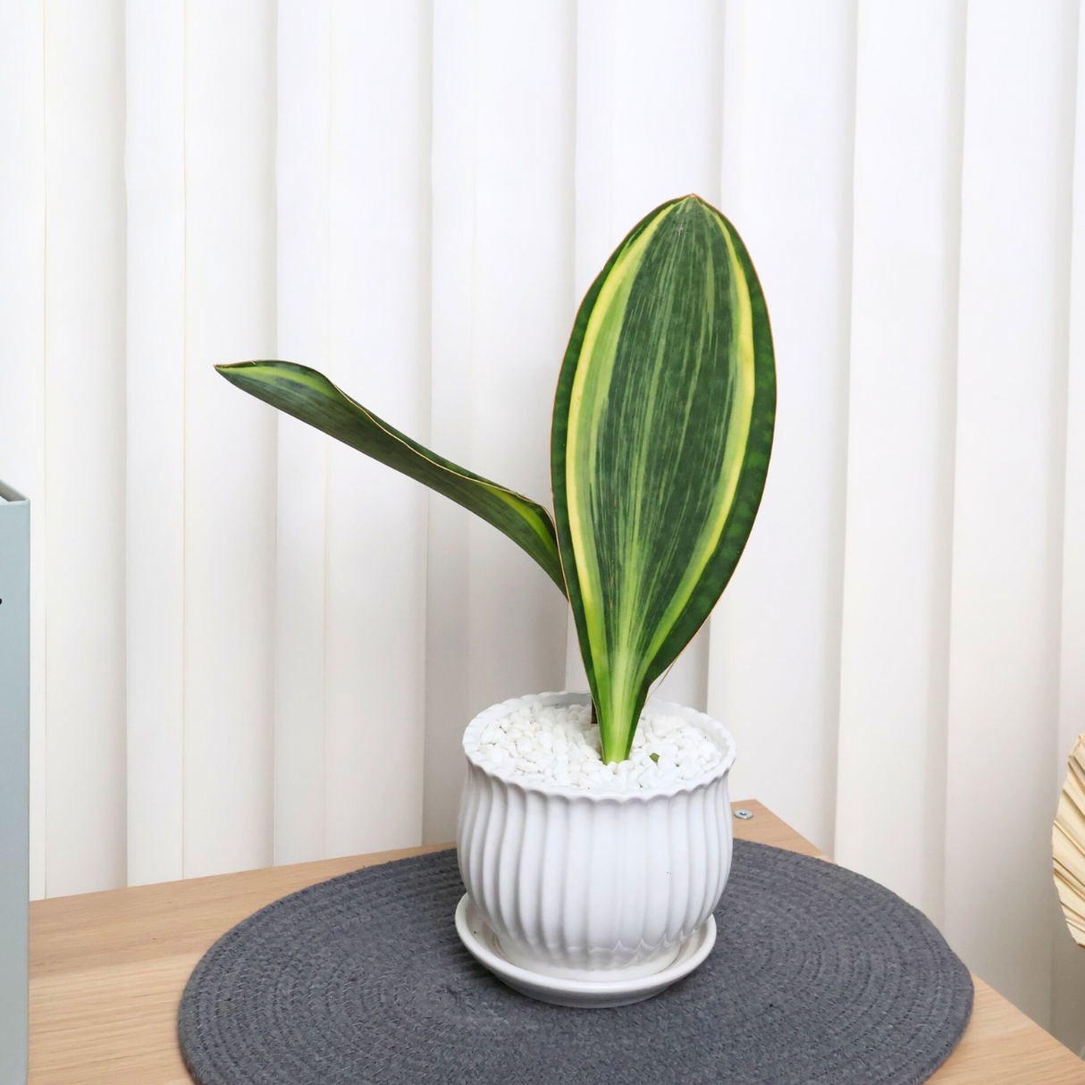 Sansevieria Masoniana (Whale Fin) in Ceramic Pot
