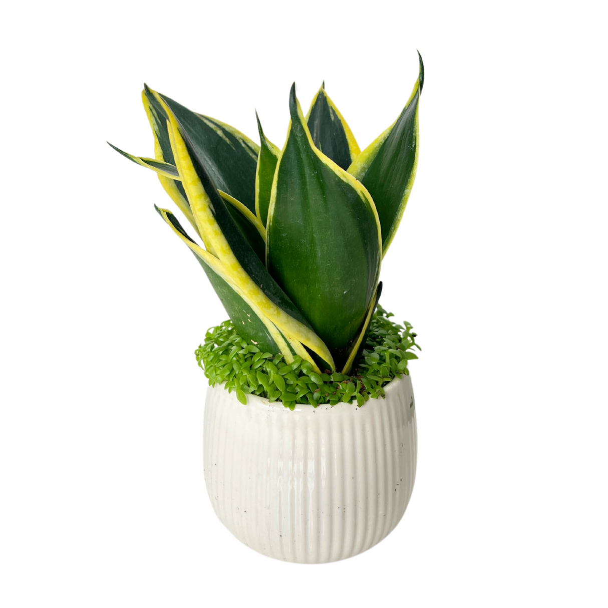Ceramic houseplant in flowerpot.