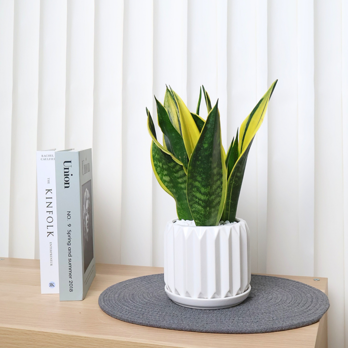 Sansevieria Plant in Ceramic Pot