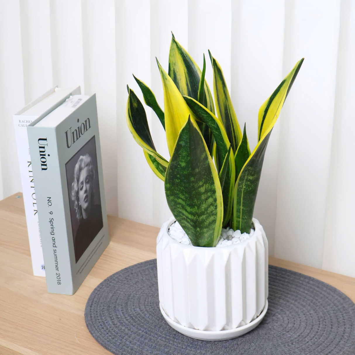 Sansevieria Plant in Ceramic Pot