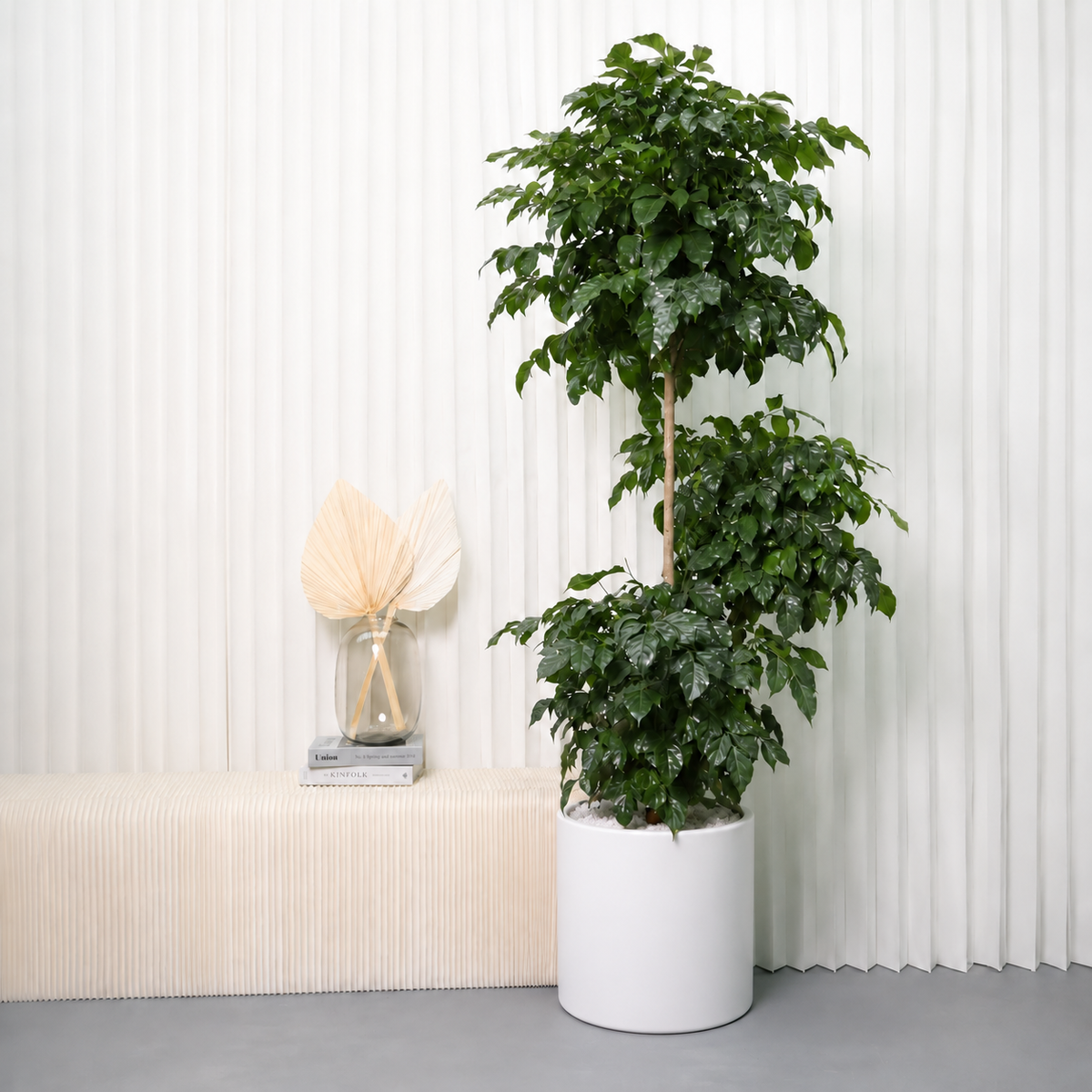 Radermachera 3 Layer (China Doll Plant) in Ceramic Pot (190cm)