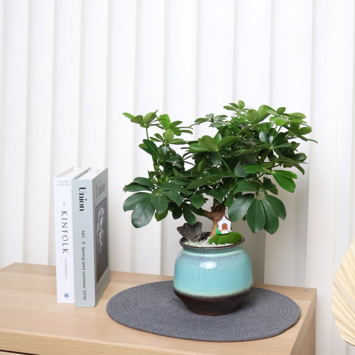 Schefflera Plant in Ceramic Pot