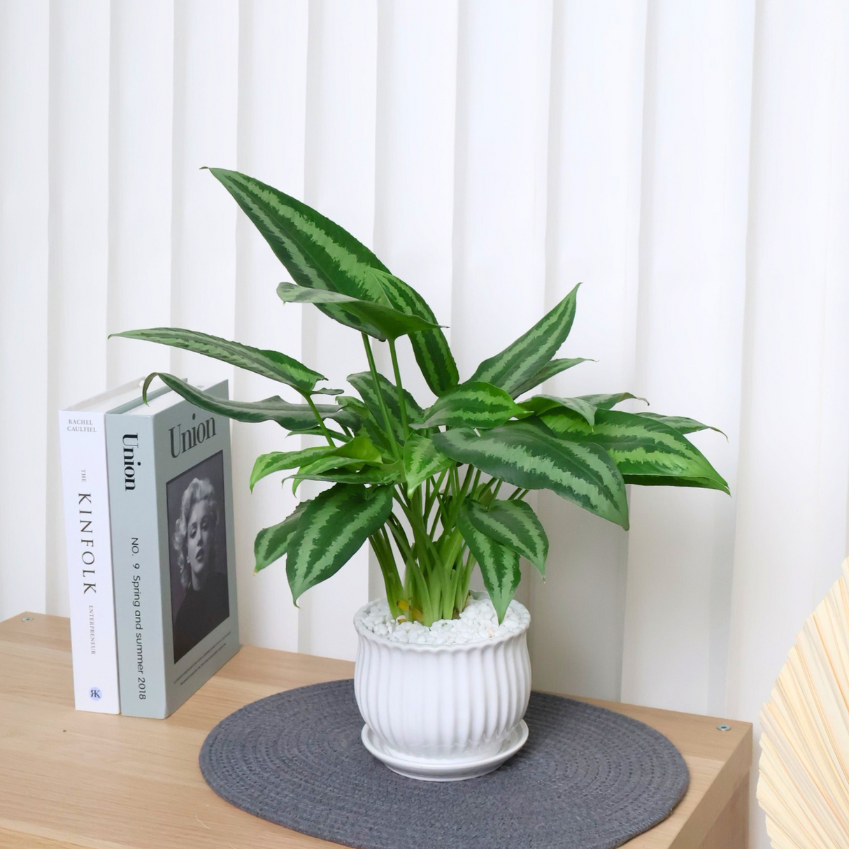 Schismatoglottis Wallichii in Ceramic Pot