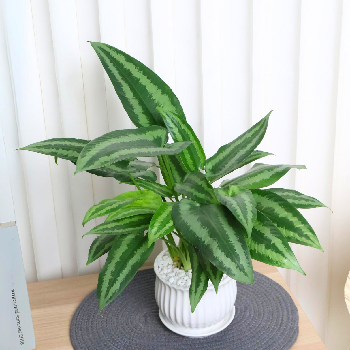 Schismatoglottis Wallichii in Ceramic Pot