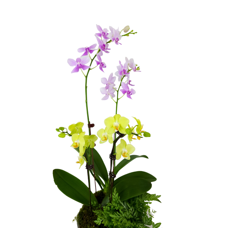 Secret Grove (2 Double Stem) - Orchid Phalaenopsis