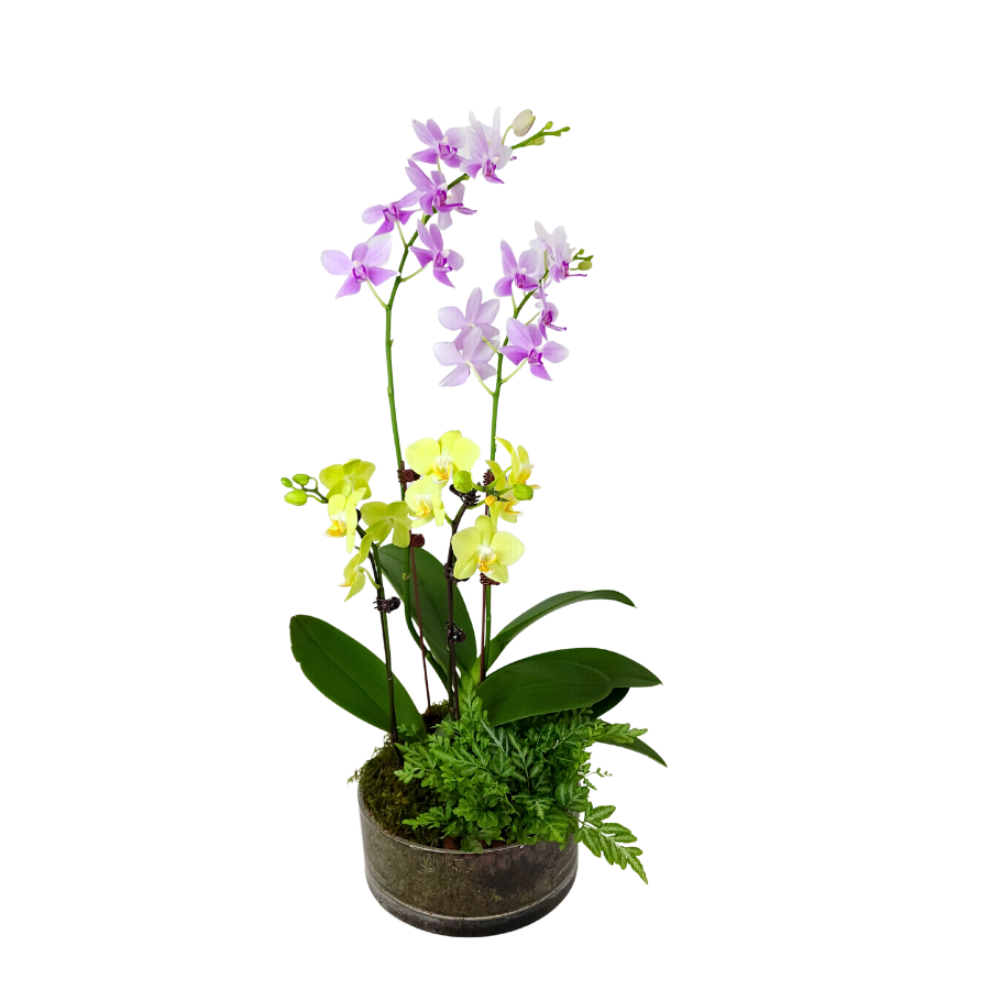 Secret Grove (2 Double Stem) - Orchid Phalaenopsis