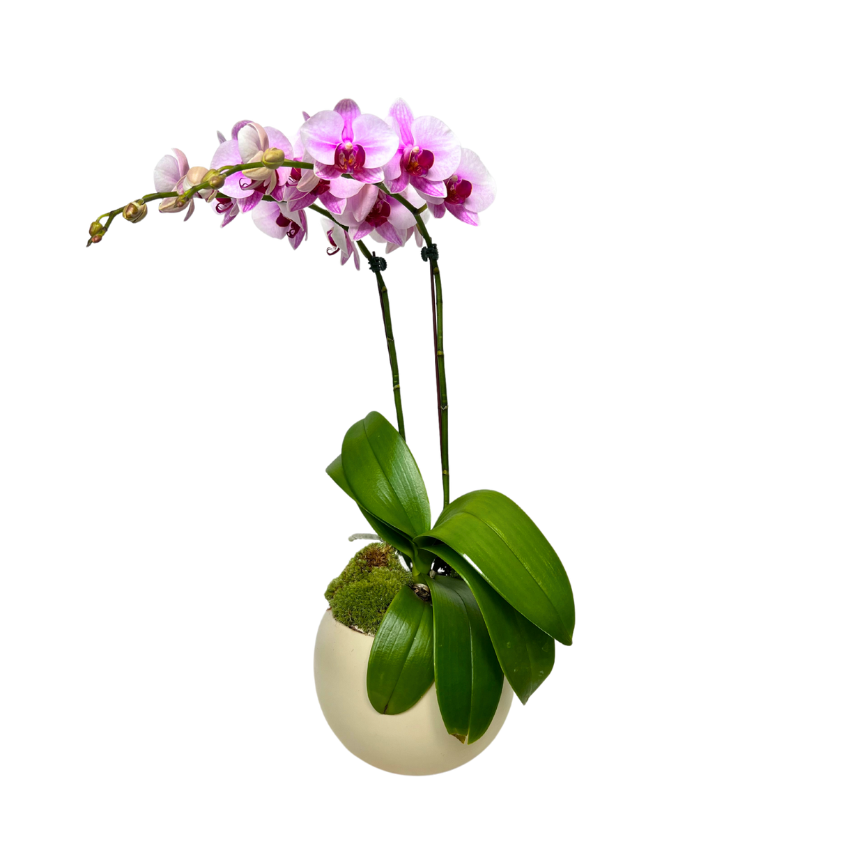 Serenity Soiree (1 Double Stem) - Orchid Phalaenopsis