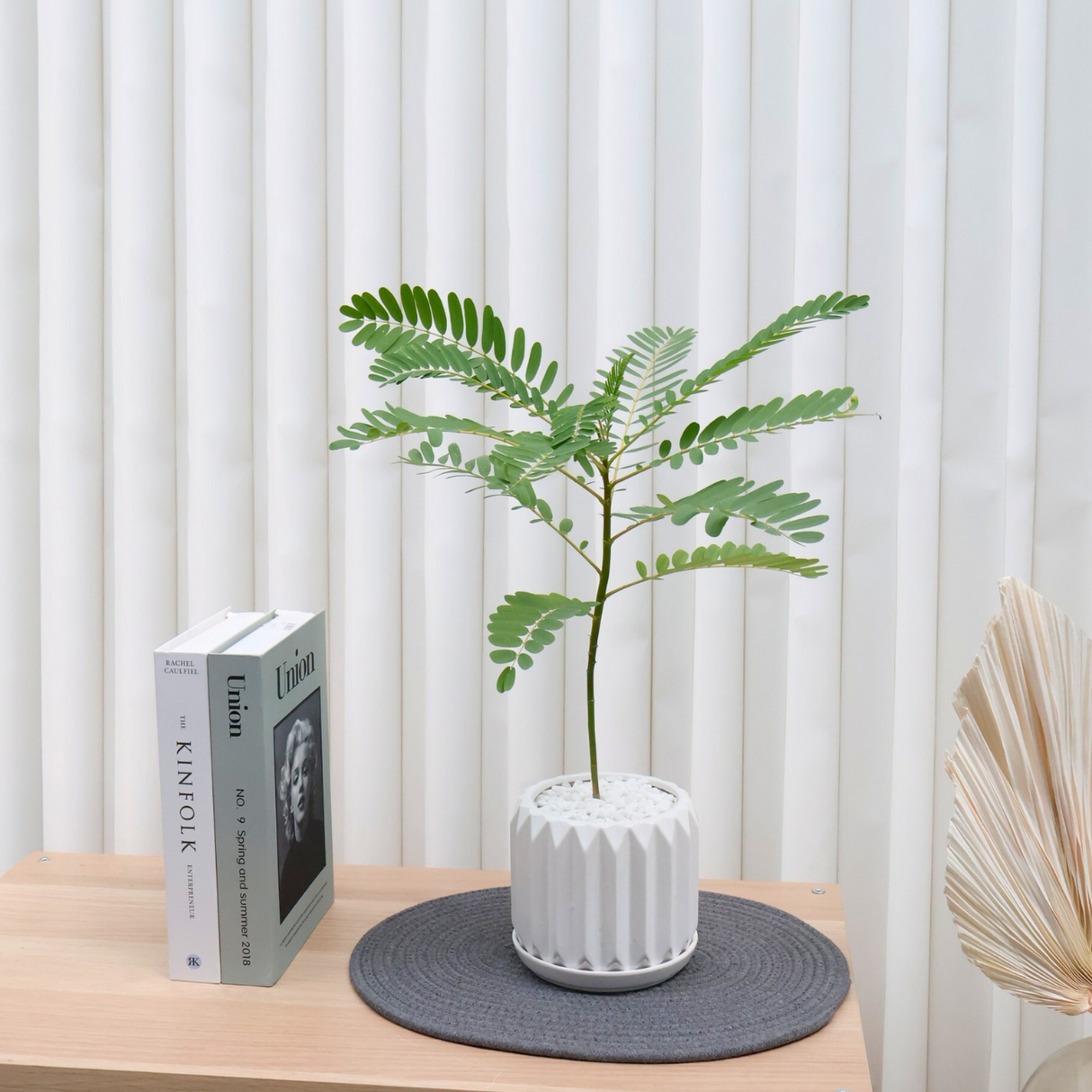 Sesbania Grandiflora in Ceramic Pot