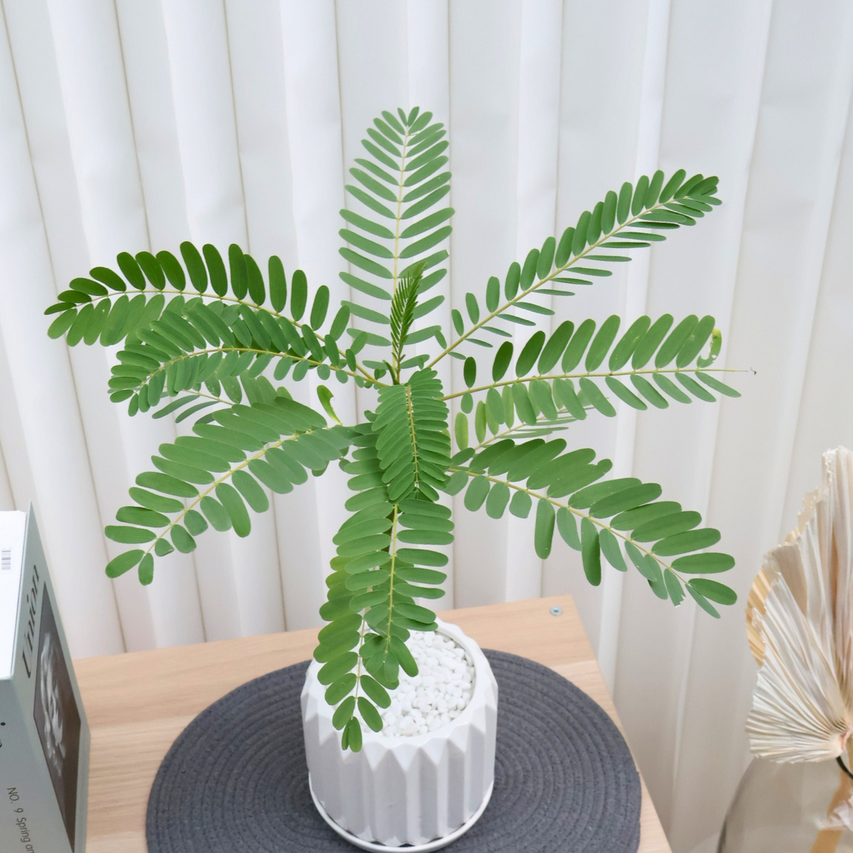 Sesbania Grandiflora in Ceramic Pot