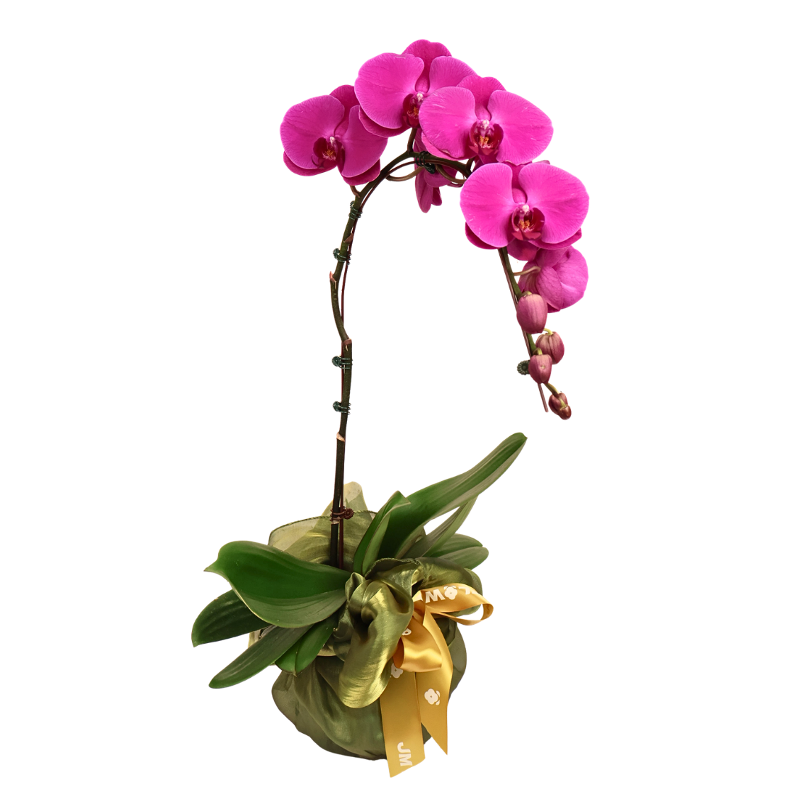 Silk Verdure (1 Single Stalk) - Orchid Phalaenopsis
