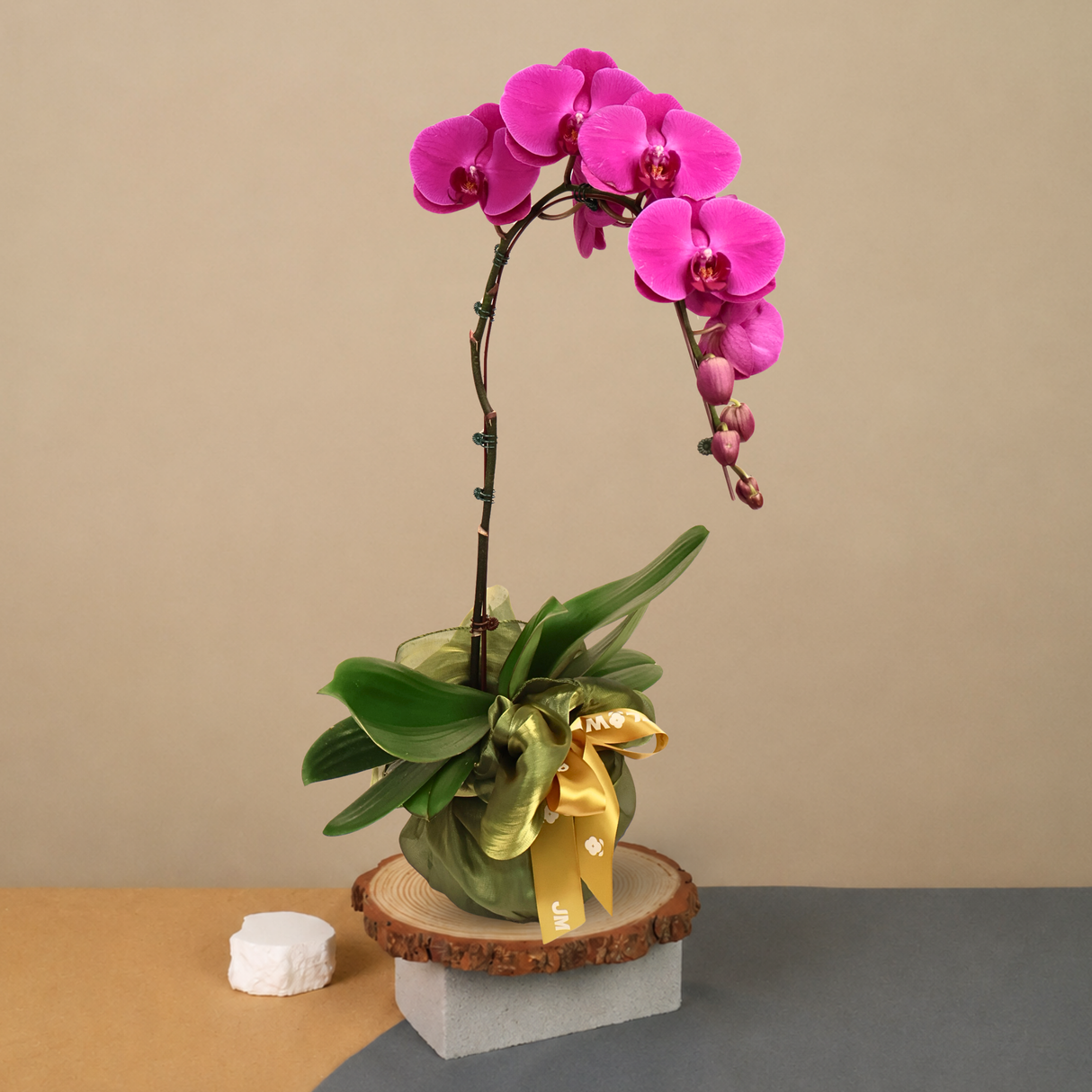 Silk Verdure (1 Single Stalk) - Orchid Phalaenopsis