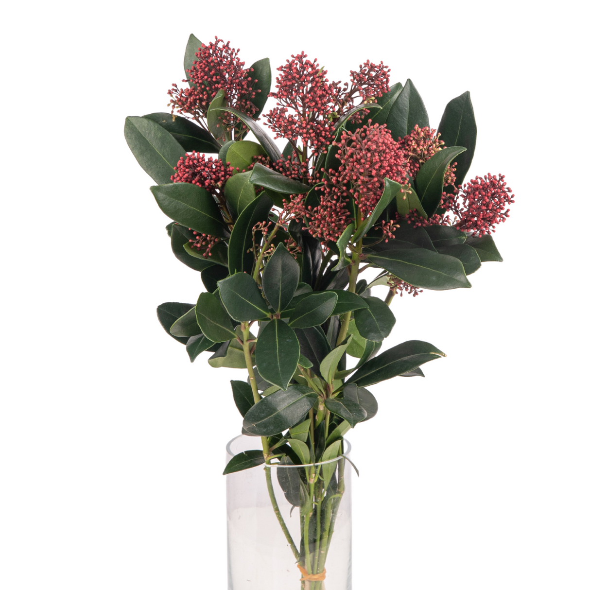 Skimmia Silver / Rose Gold (Holland)