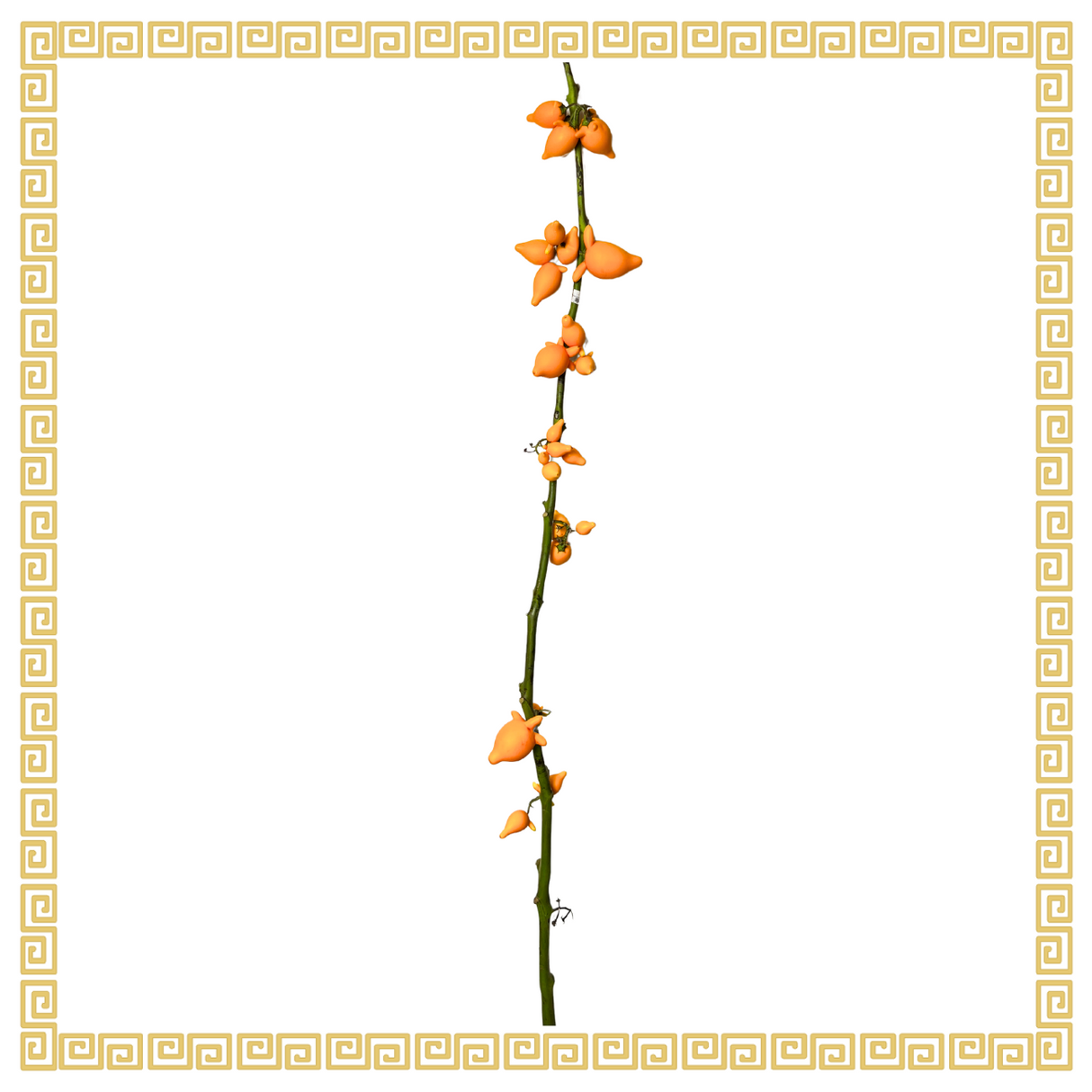 Solanum Foxspace 五代果 Grade B (Malaysia)