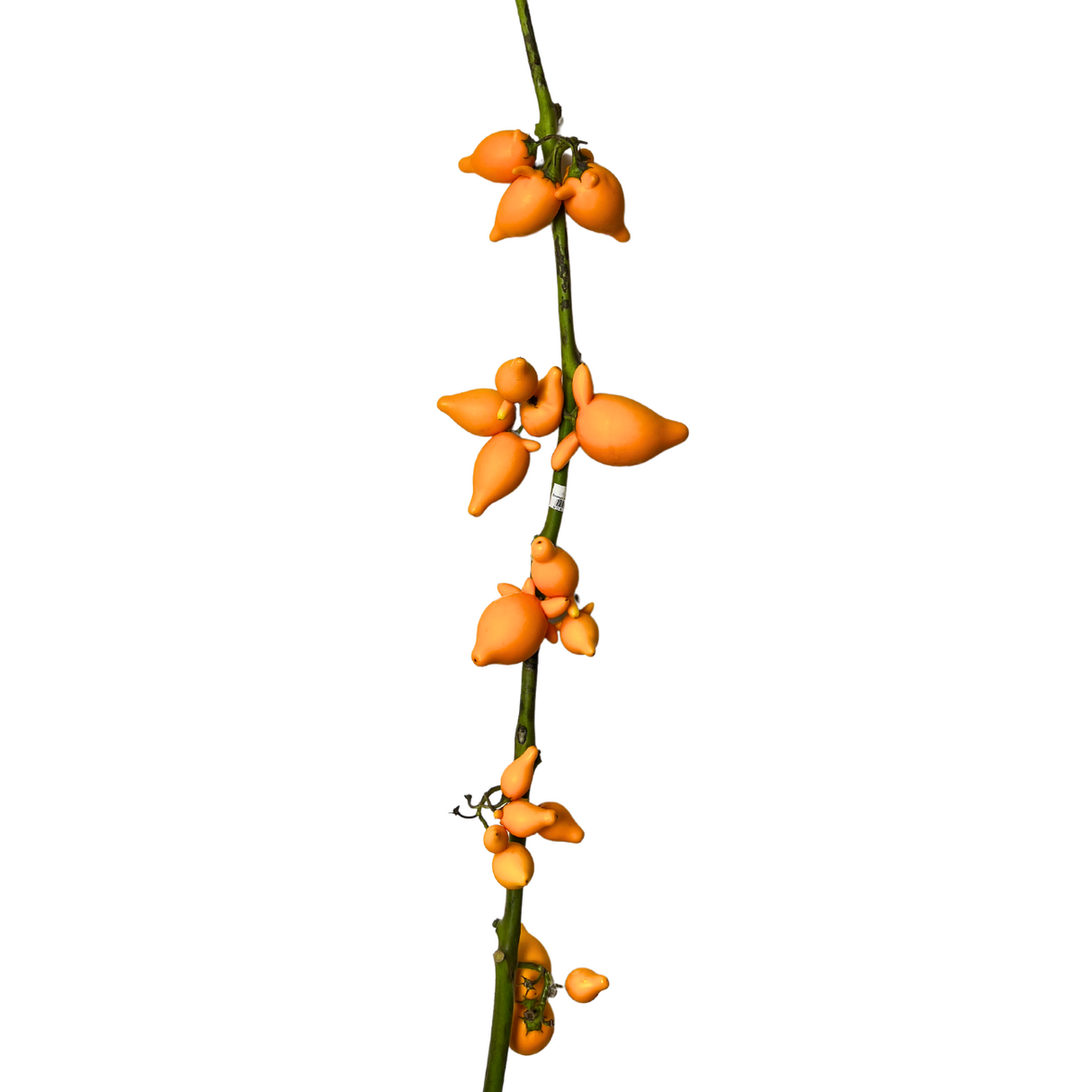 Solanum Foxspace 五代果 Grade B (Malaysia)