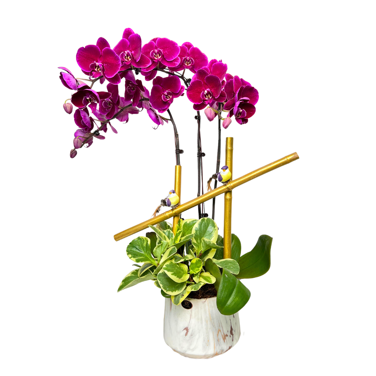 Songbird Serenade (3 Single Stem) - Orchid Phalaenopsis