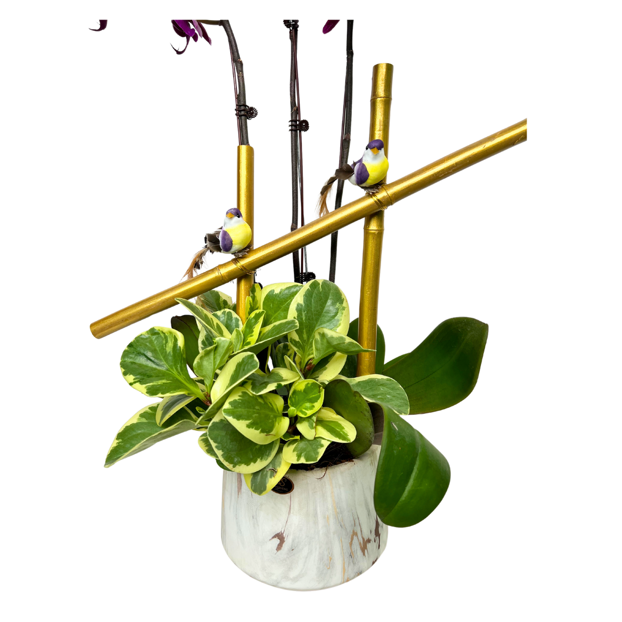 Songbird Serenade (3 Single Stem) - Orchid Phalaenopsis