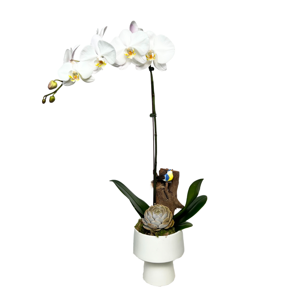 Sparrow's Song (1 Single Stem) - Orchid Phalaenopsis
