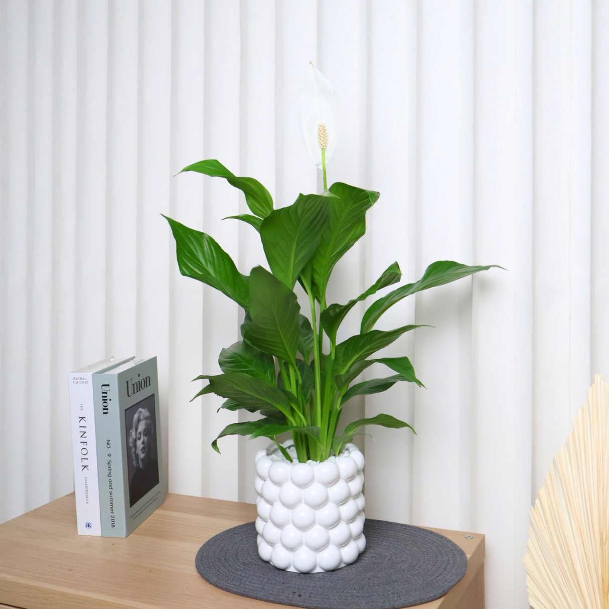 Spathiphyllum Peace Lily in Ceramic Pot